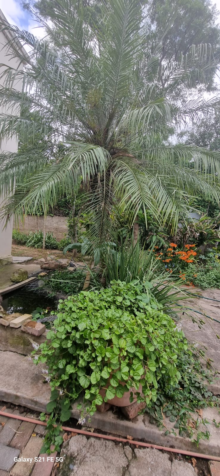 4 Bedroom Property for Sale in Somerset East Eastern Cape